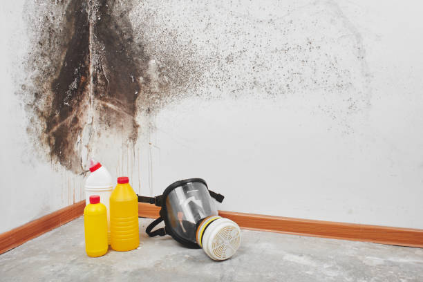 Best Local Mold Removal Service  in Dunnstown, PA