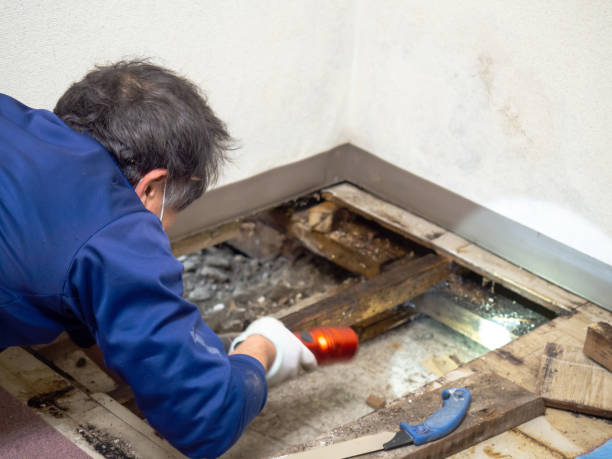 Best Professional Mold Removal  in Dunnstown, PA