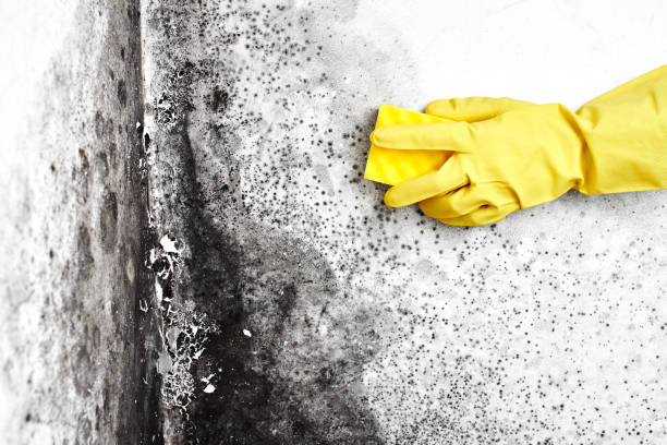 Best Fast Mold Removal  in Dunnstown, PA