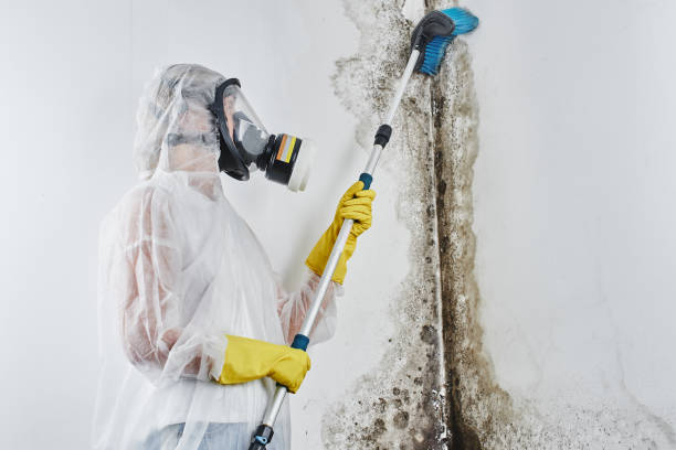 Best Attic Mold Removal  in Dunnstown, PA