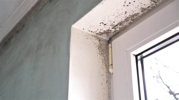 Best Certified Mold Removal  in Dunnstown, PA
