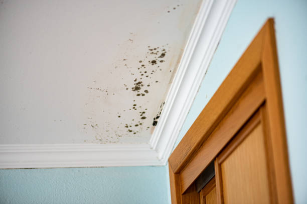 Best Mold Testing  in Dunnstown, PA