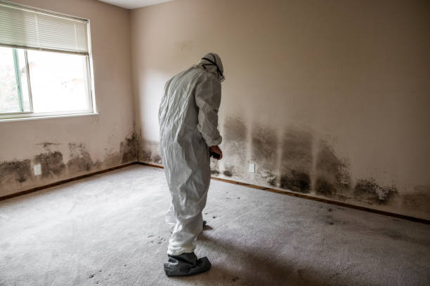 Mold Testing and Removal in Dunnstown, PA