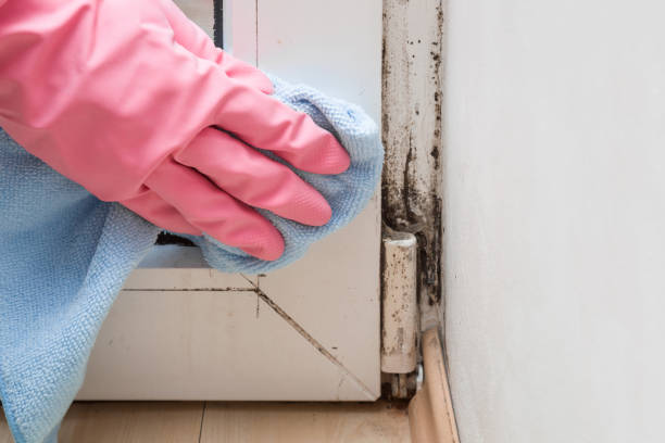 Best Mold Remediation  in Dunnstown, PA