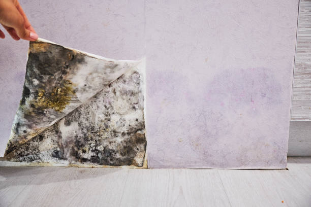 Best Same-Day Mold Removal  in Dunnstown, PA
